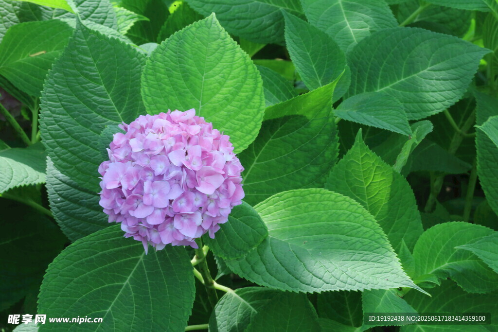 繡球花  