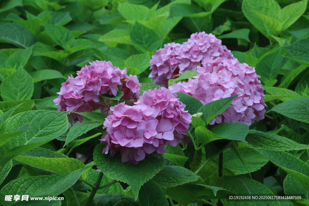 繡球花  