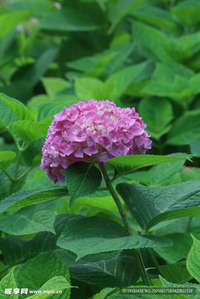 繡球花  
