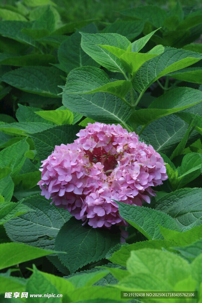 繡球花 