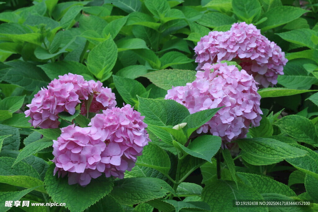 繡球花 