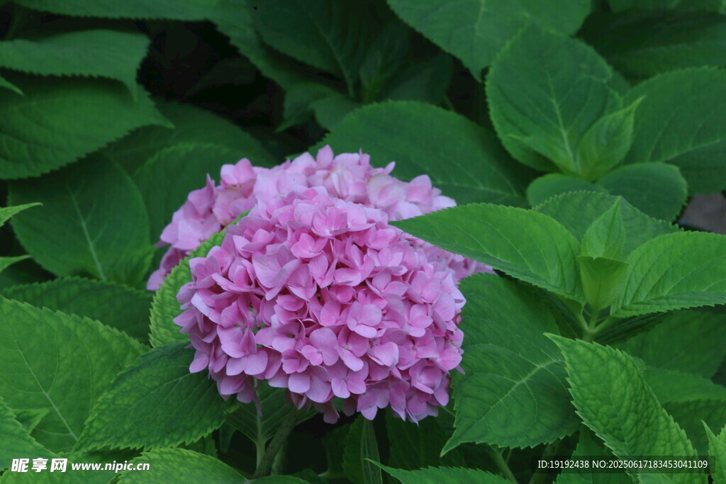 繡球花 