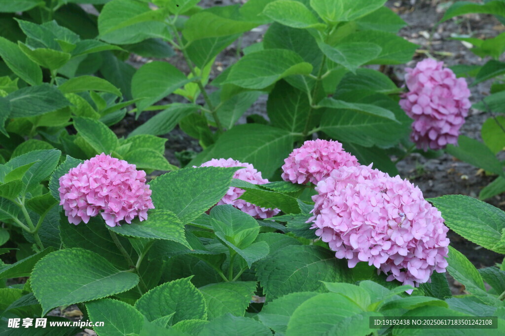 繡球花  