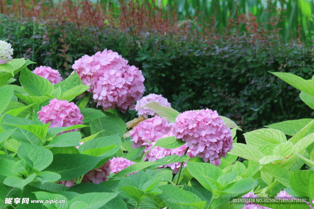 繡球花  