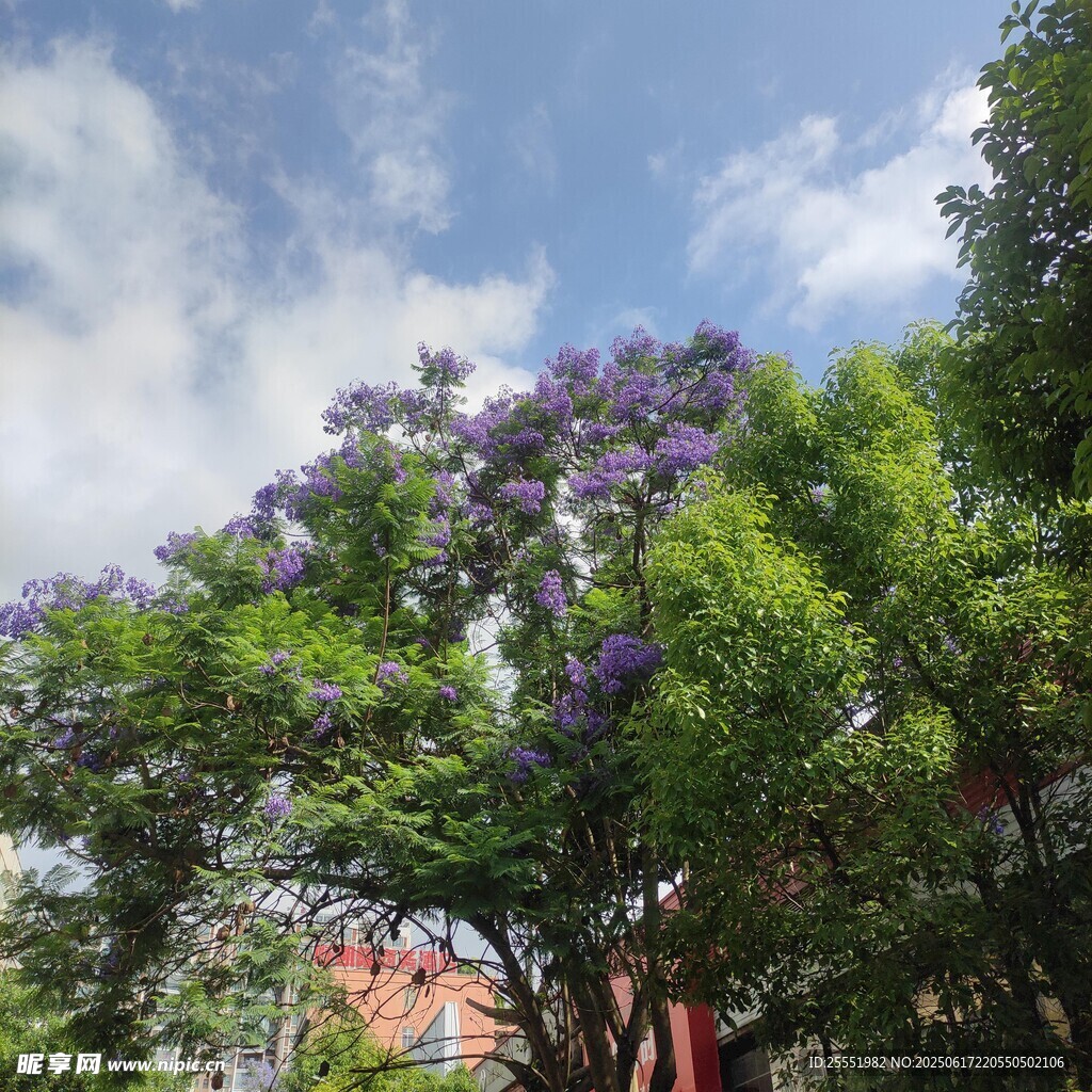 藍花楹