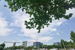 城市綠蔭下的晴朗天空