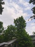 綠樹掩映下的天空景色