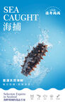 海參 