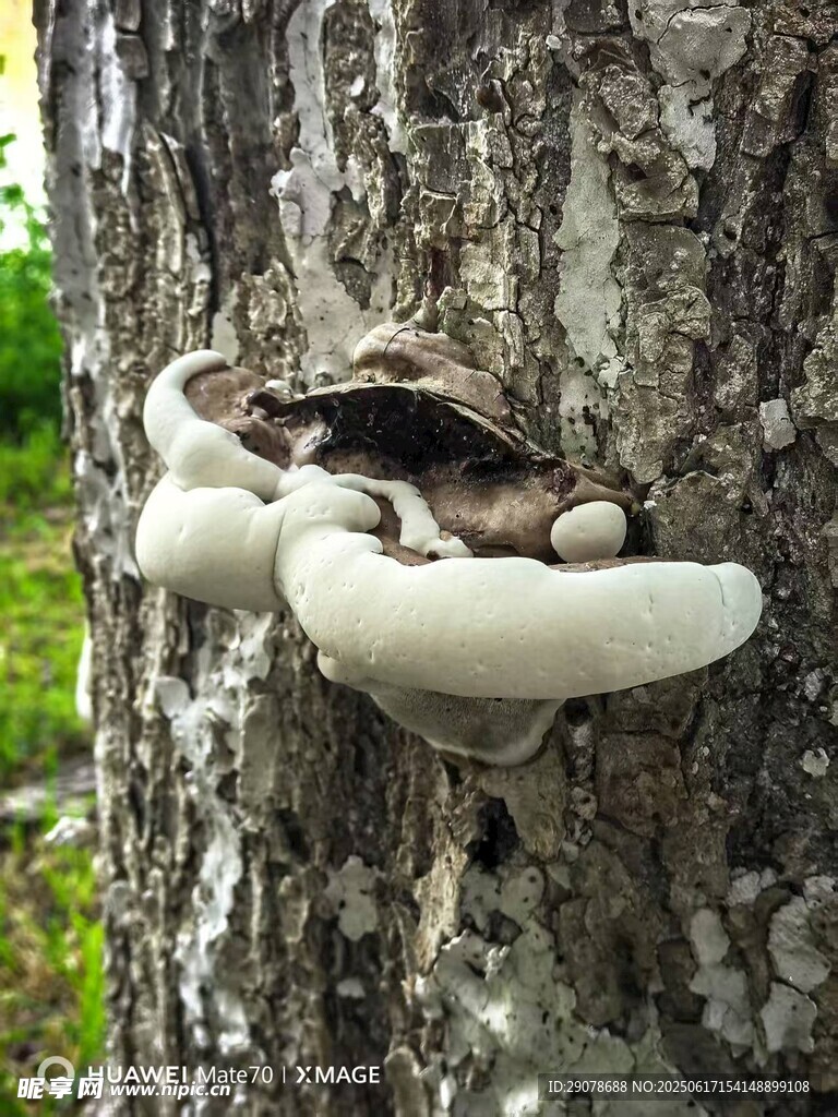 柳樹長白色的木耳