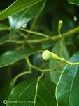 香樟籽與繁茂綠葉