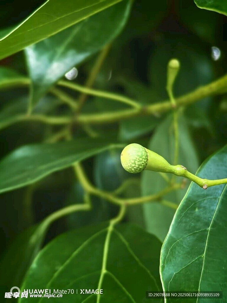 香樟籽與繁茂綠葉