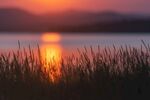 夕陽下的湖畔草叢美景