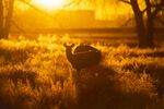 夕陽下草原上的動物
