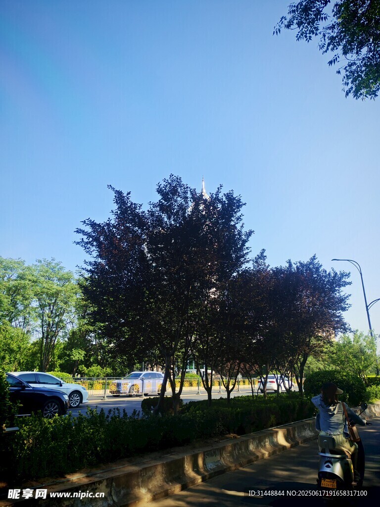 路邊綠樹成蔭的風景