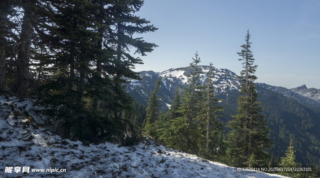 雪山松林美景