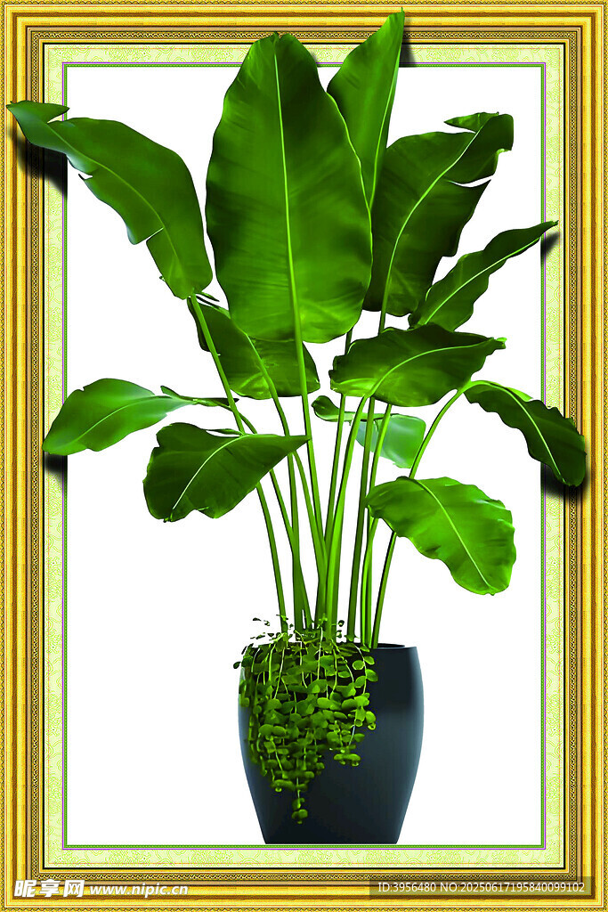 盆栽綠植 大葉植物之美