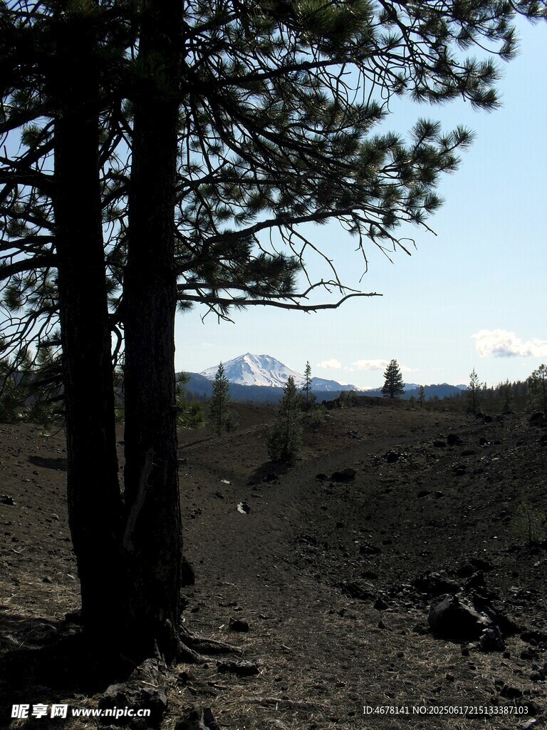 荒野中的樹木與開闊遠景