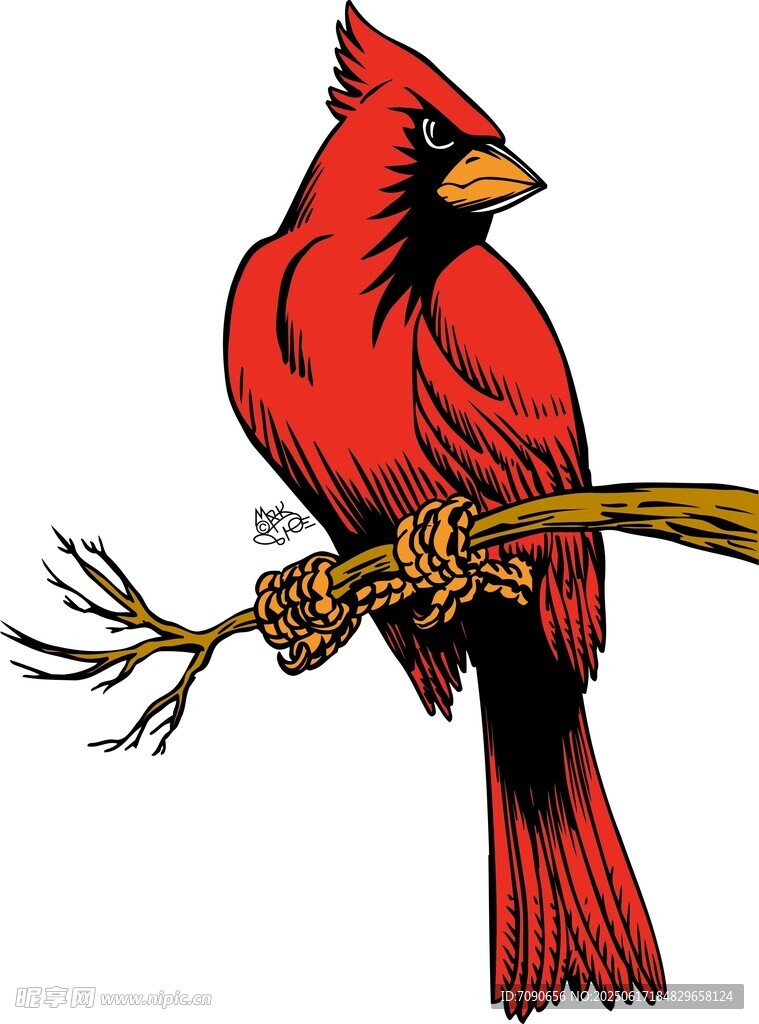 紅衣主教鳥(niǎo)棲息于枝頭