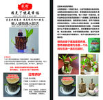 巴西木養護日常彩頁