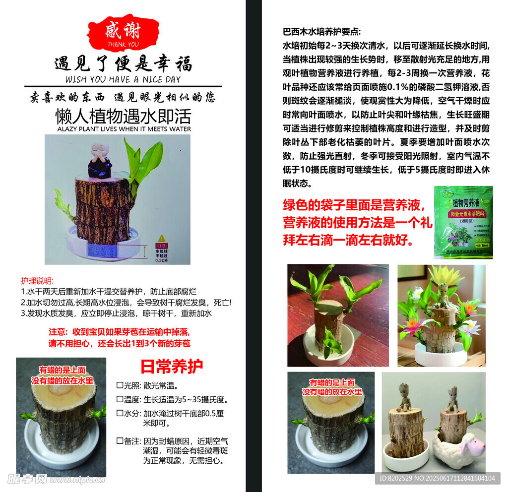 巴西木養護日常彩頁