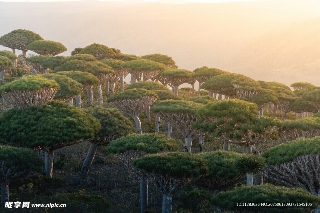 夕陽下的茂密松樹林