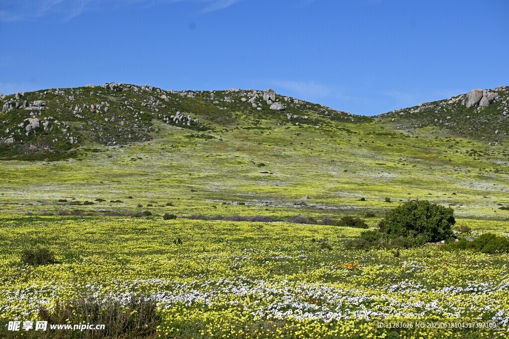 廣袤綠野間的自然美景