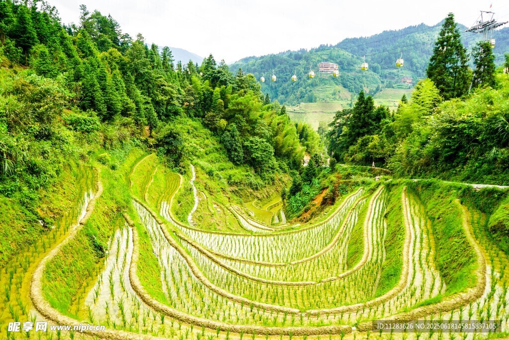 翠綠梯田