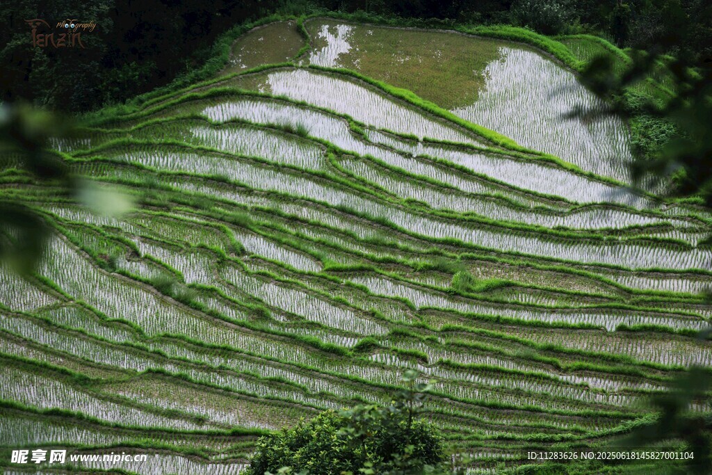 翠綠梯田美景