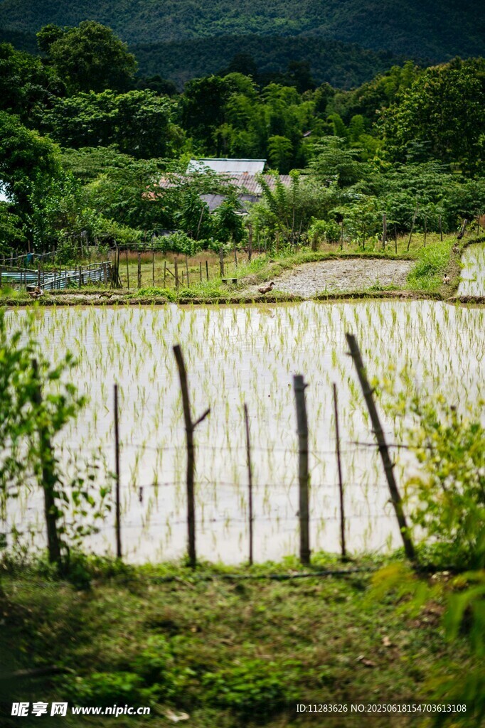 田園風(fēng)光中的木柵欄與綠植