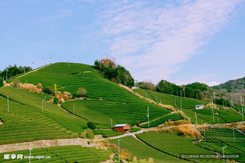 翠綠山坡田園風光美景