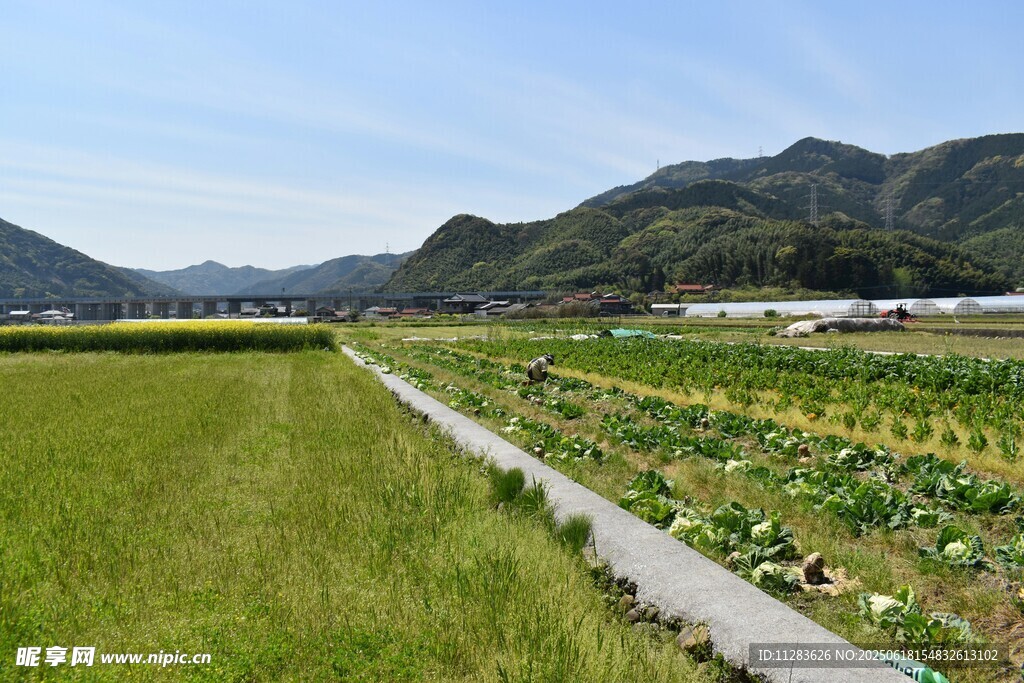 田園風光中的農田與遠山