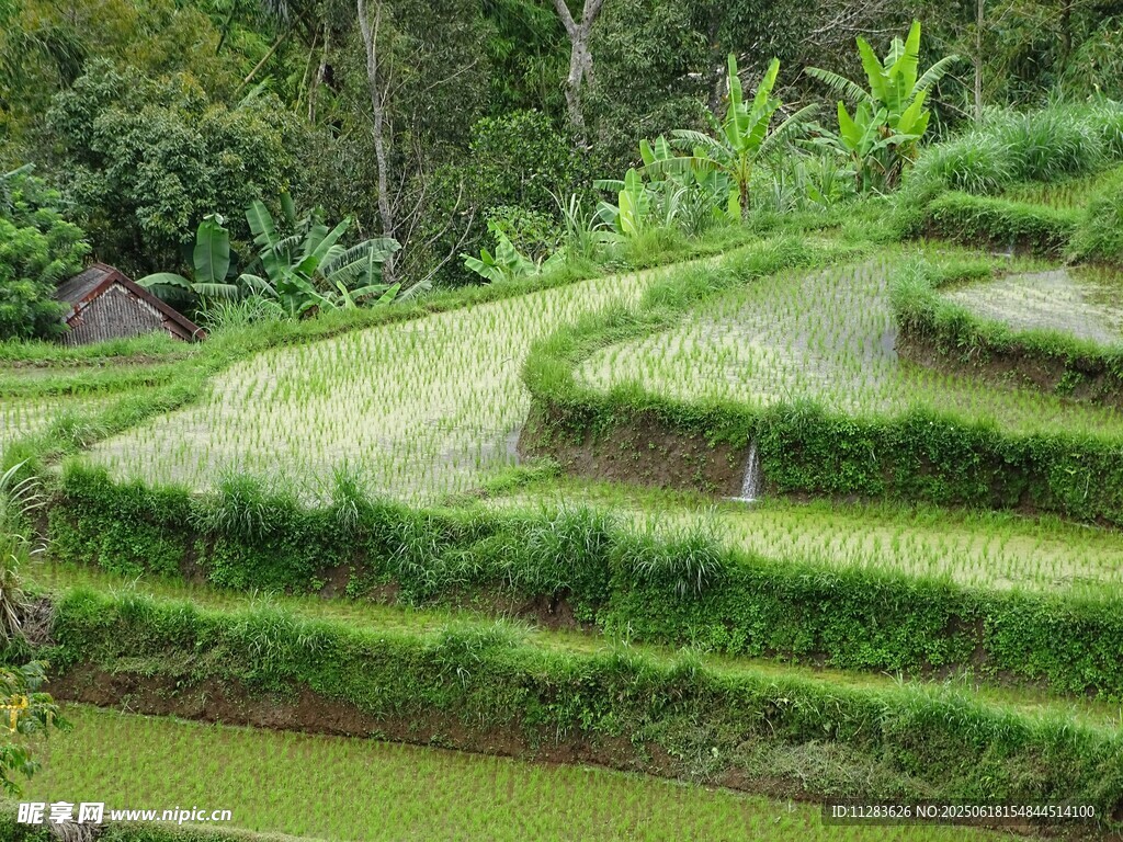 翠綠梯田美景