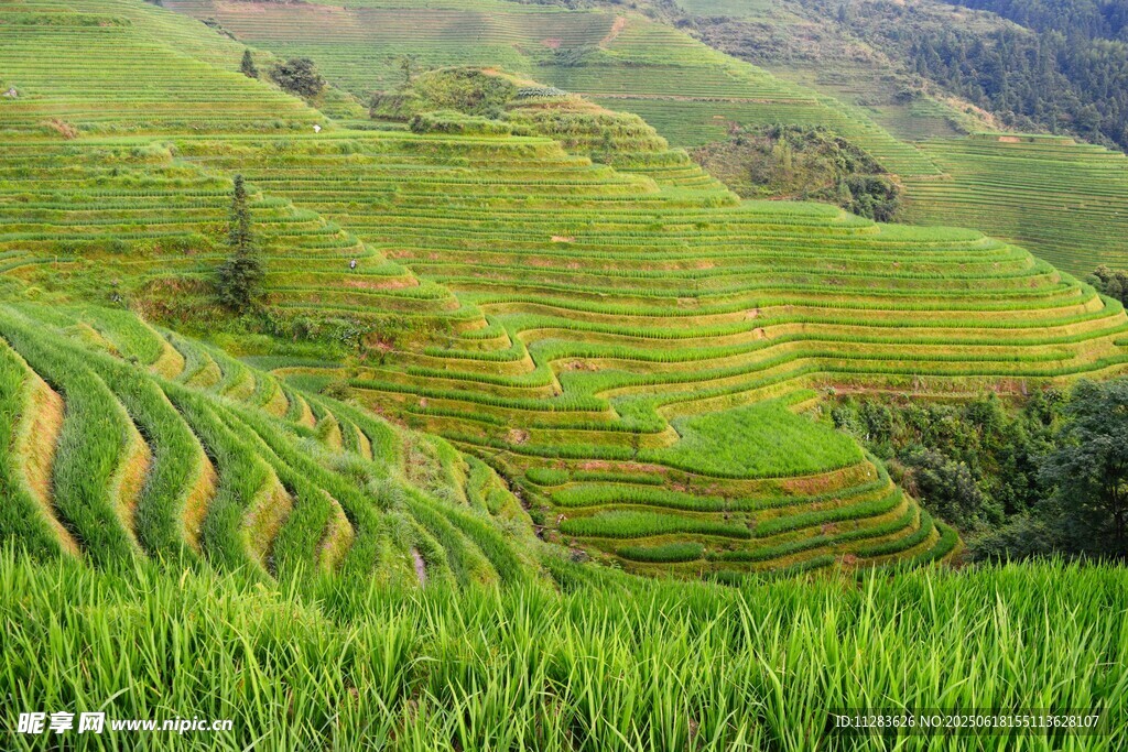 翠綠梯田美景