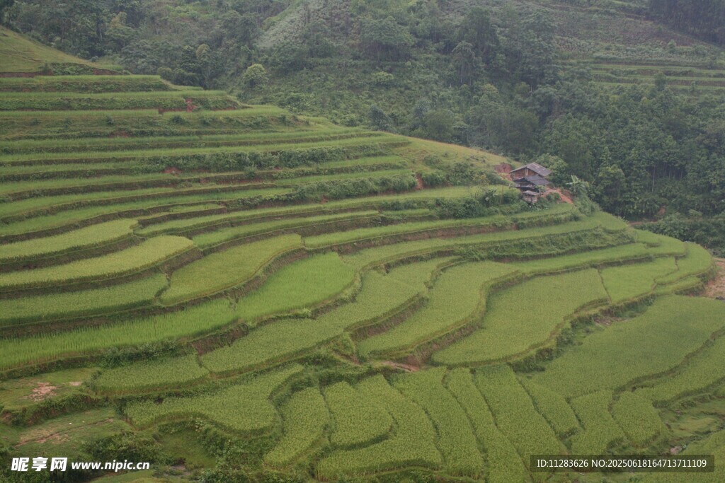 層層疊疊的美麗綠色梯田