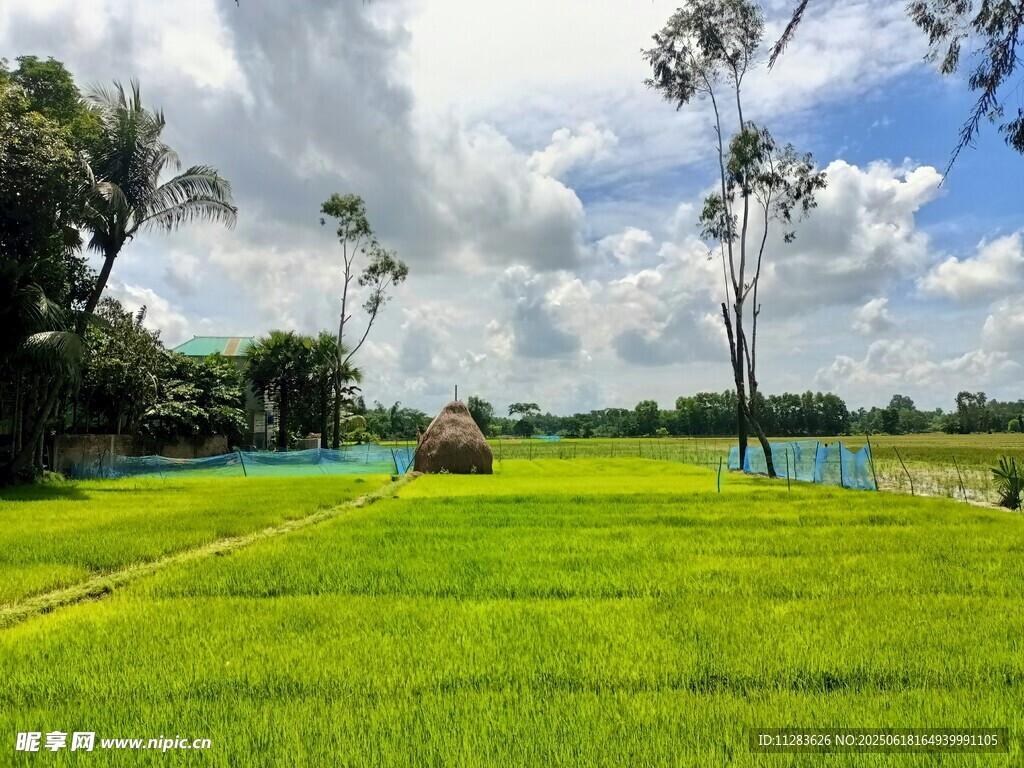 翠綠田野與藍天白云美景