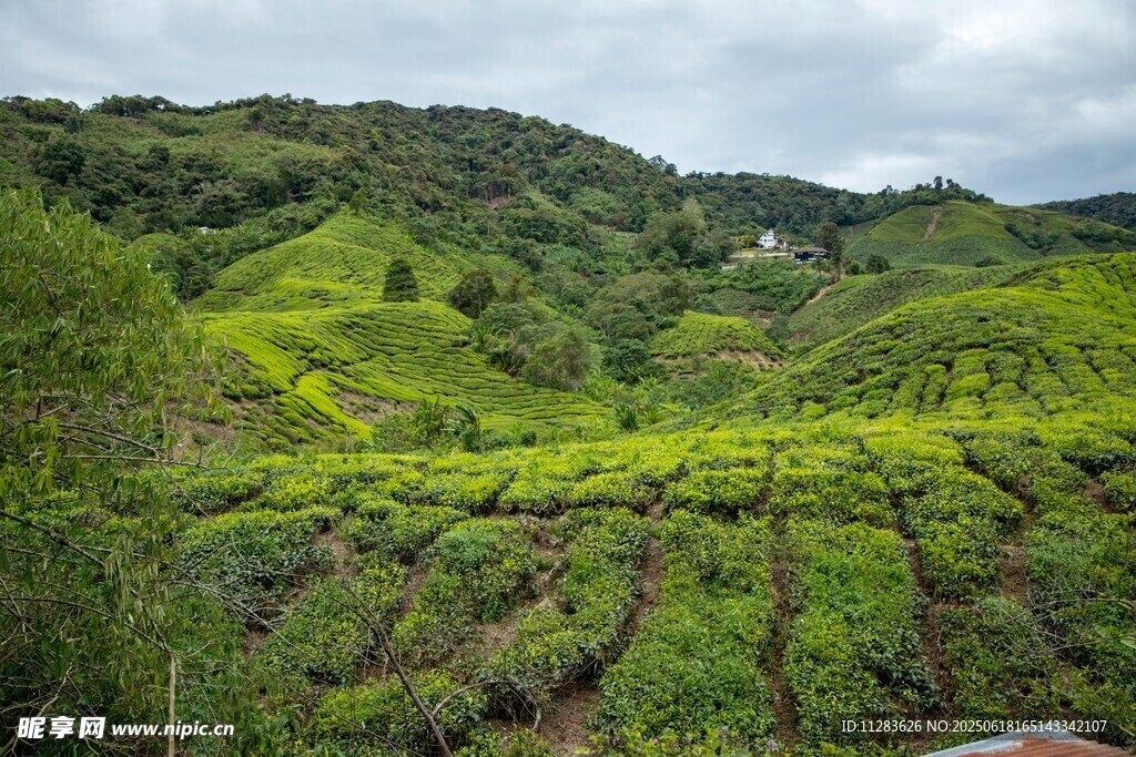 翠綠山坡上的整齊茶園