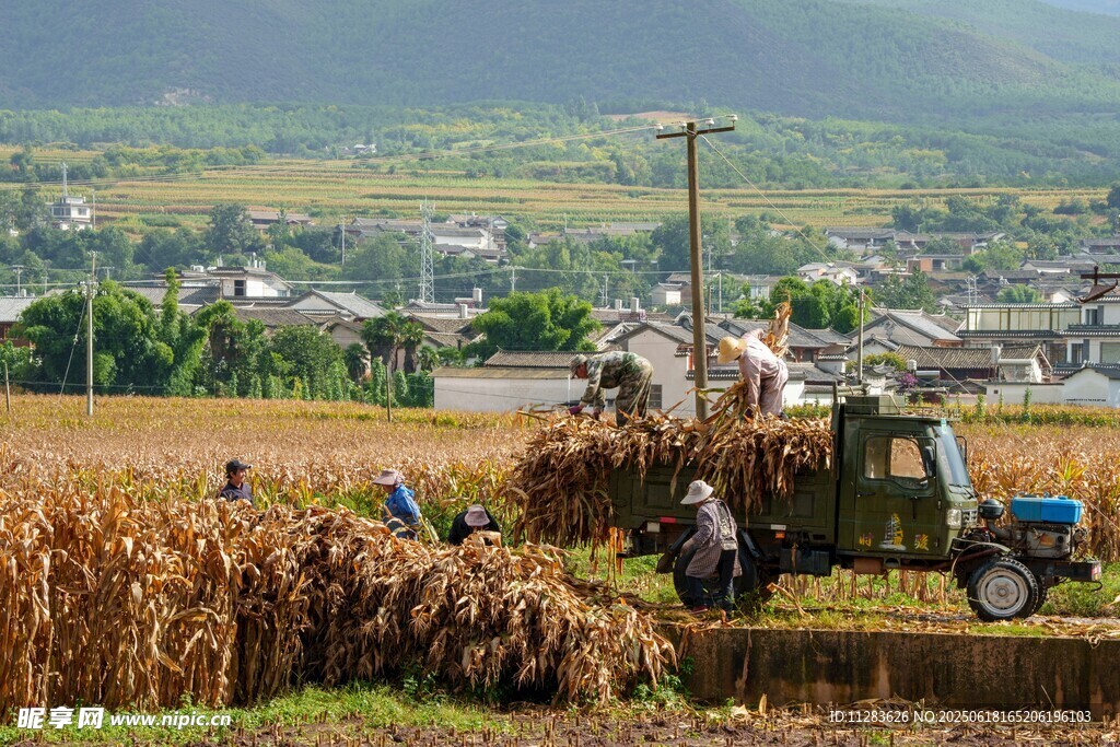 秋日田間農(nóng)機(jī)忙碌景象