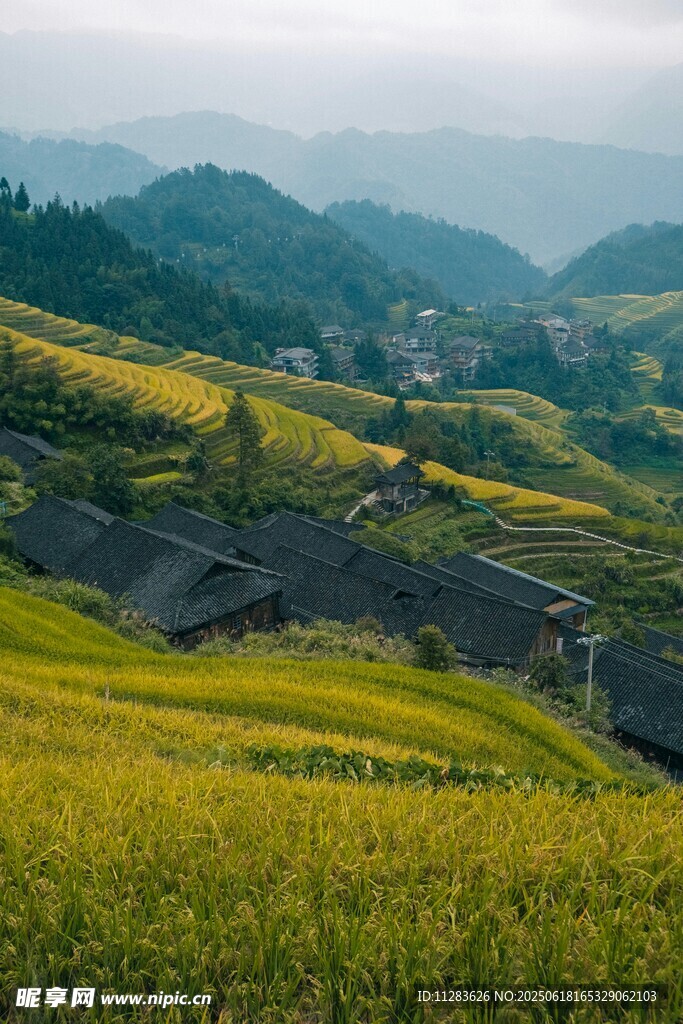 山間金黃梯田美景