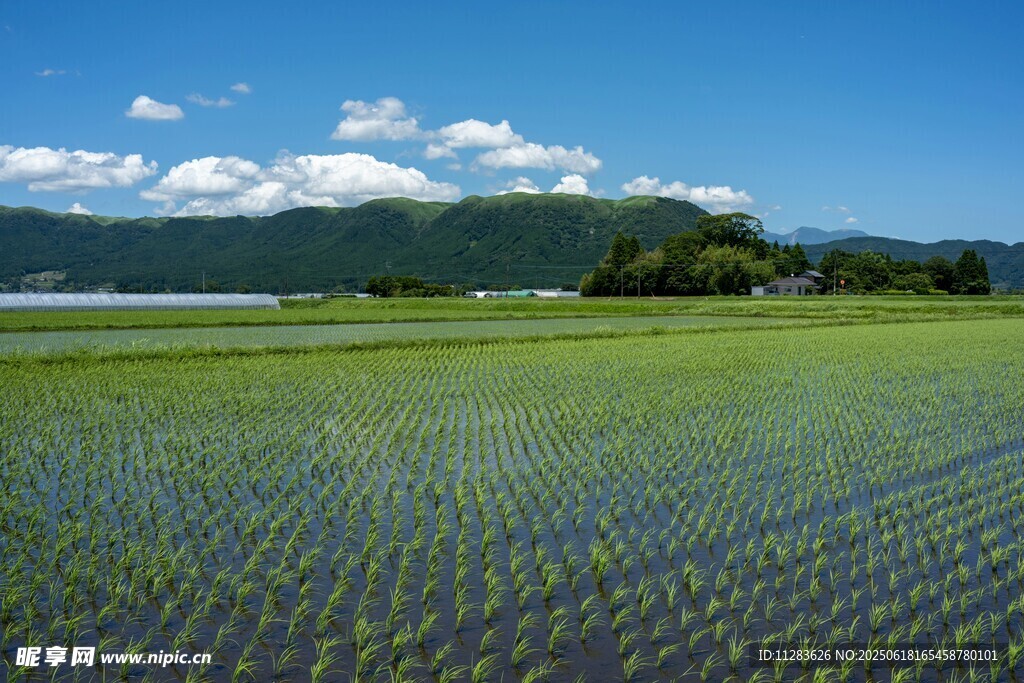 田園稻田風(fēng)光