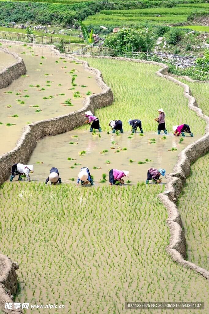 梯田上的農耕勞作場景
