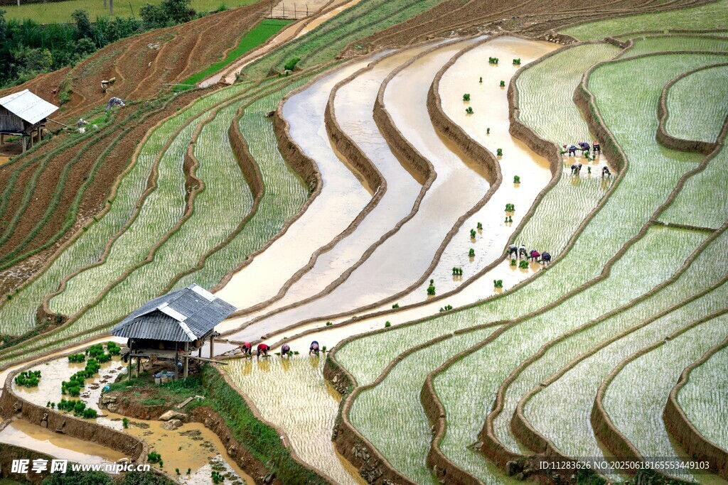 美麗梯田景觀