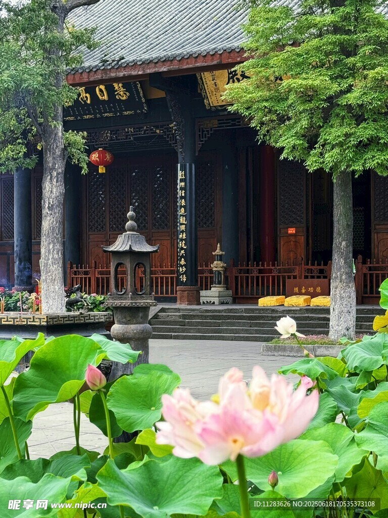 古寺荷花景