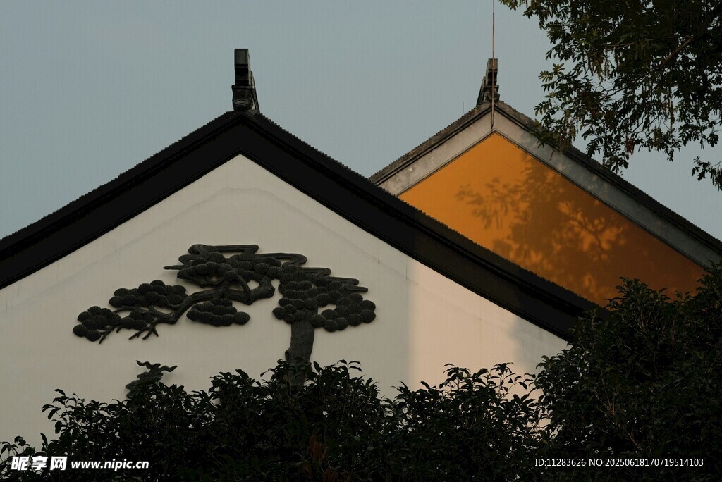 中式屋檐下的蒼松景致
