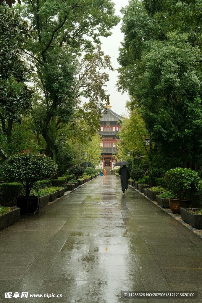 雨中漫步的林蔭小道