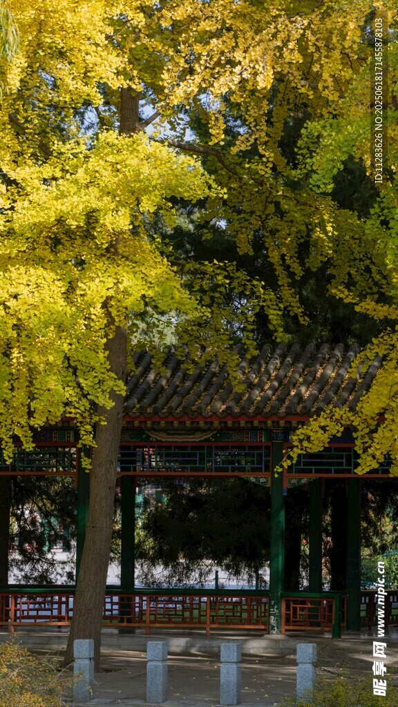 秋日亭畔金黃銀杏美景