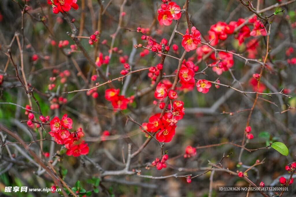 枝頭綻放的艷麗紅花朵