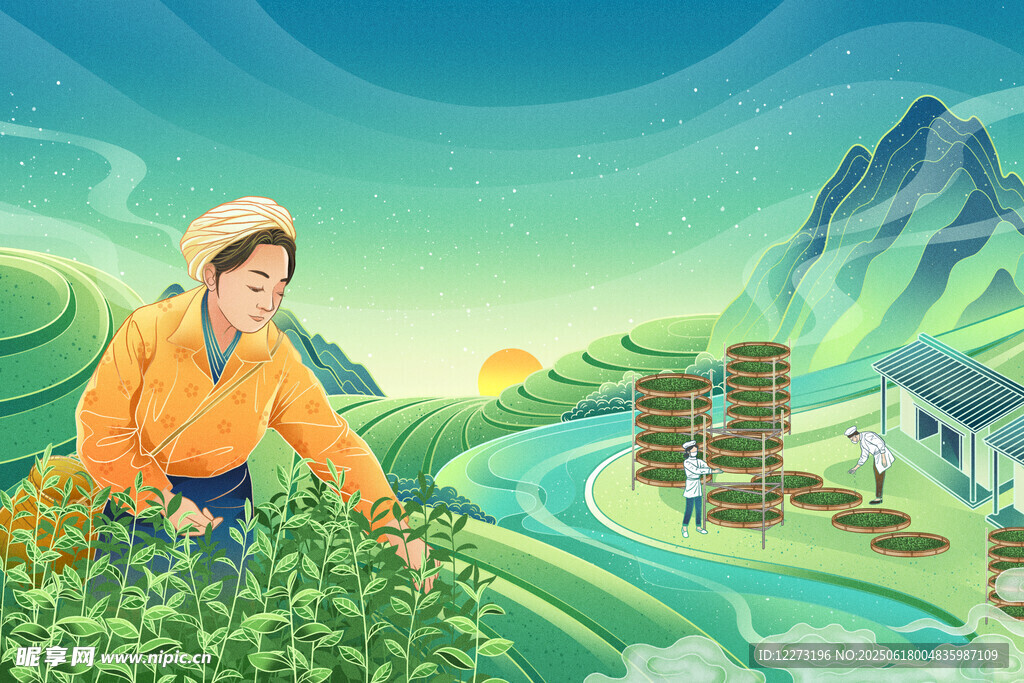 茶農山間辛勤采摘茶葉