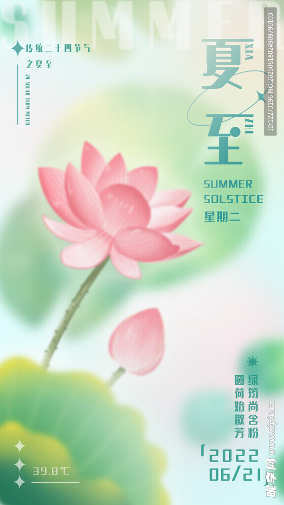 夏至荷花綻放美景