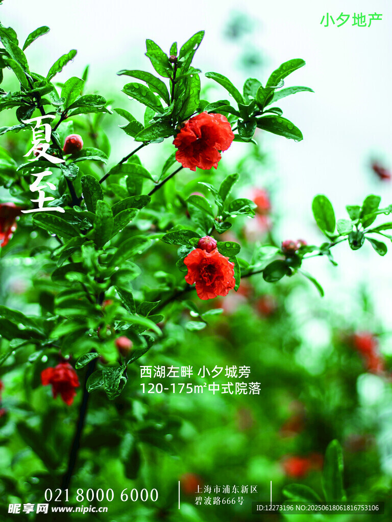 枝頭紅果 綠意盎然