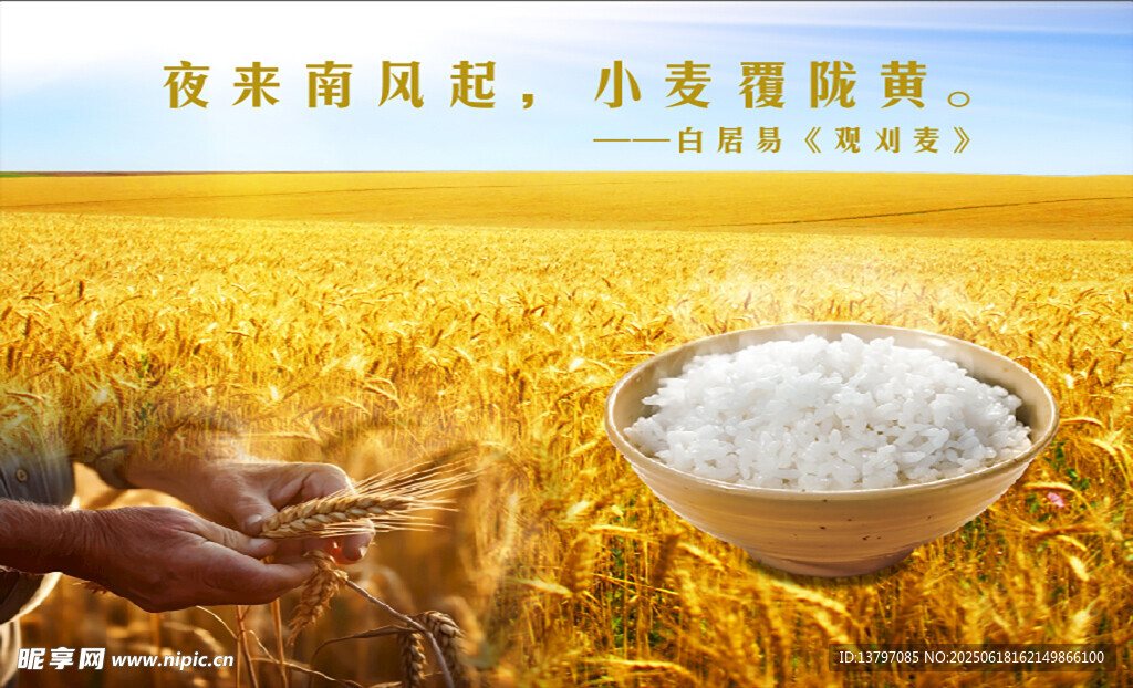 米飯 小麥